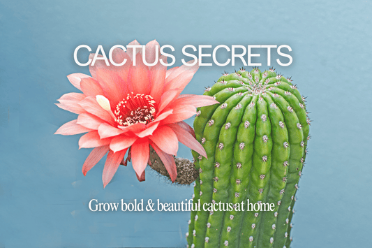 How to Care for Cactus Plants: A Complete Beginner’s Guide