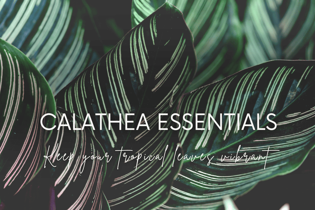 The Beauty of Calathea Plants: Advanced Care & Styling Tips