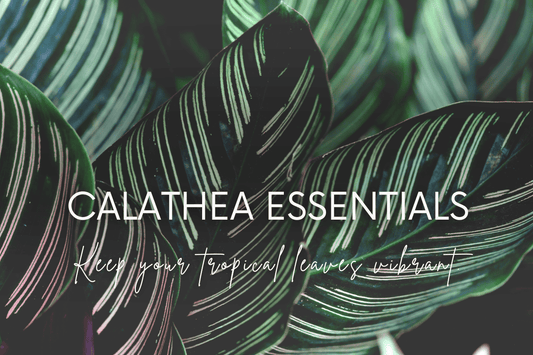The Beauty of Calathea Plants: Advanced Care & Styling Tips