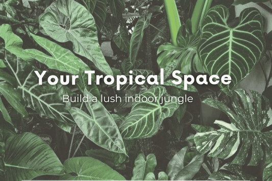 Creating the Perfect Indoor Environment for Thriving Tropical Plants
